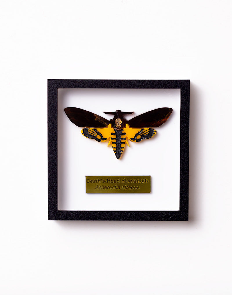 Acrylic Death's Head Hawkmoth Brooch