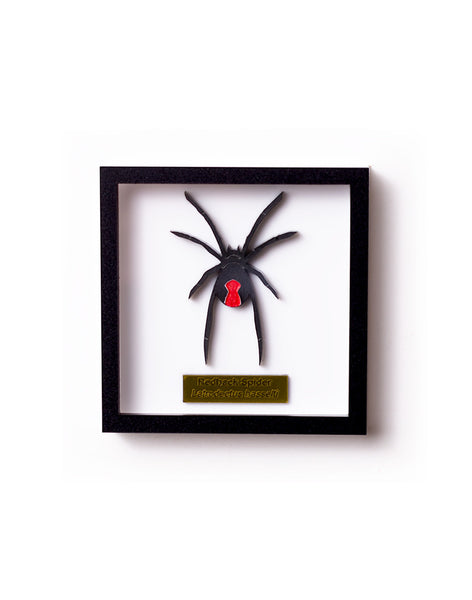 Acrylic Redback Spider Framed brooch