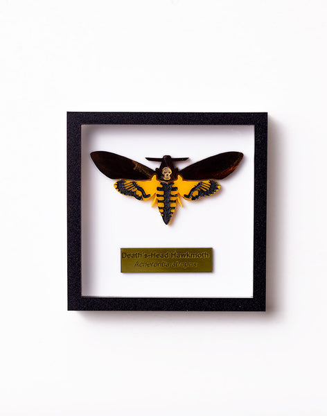 Acrylic Death's Head Hawkmoth Brooch