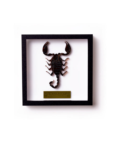 Acrylic Spittling Thicktail Black Scorpion Brooch